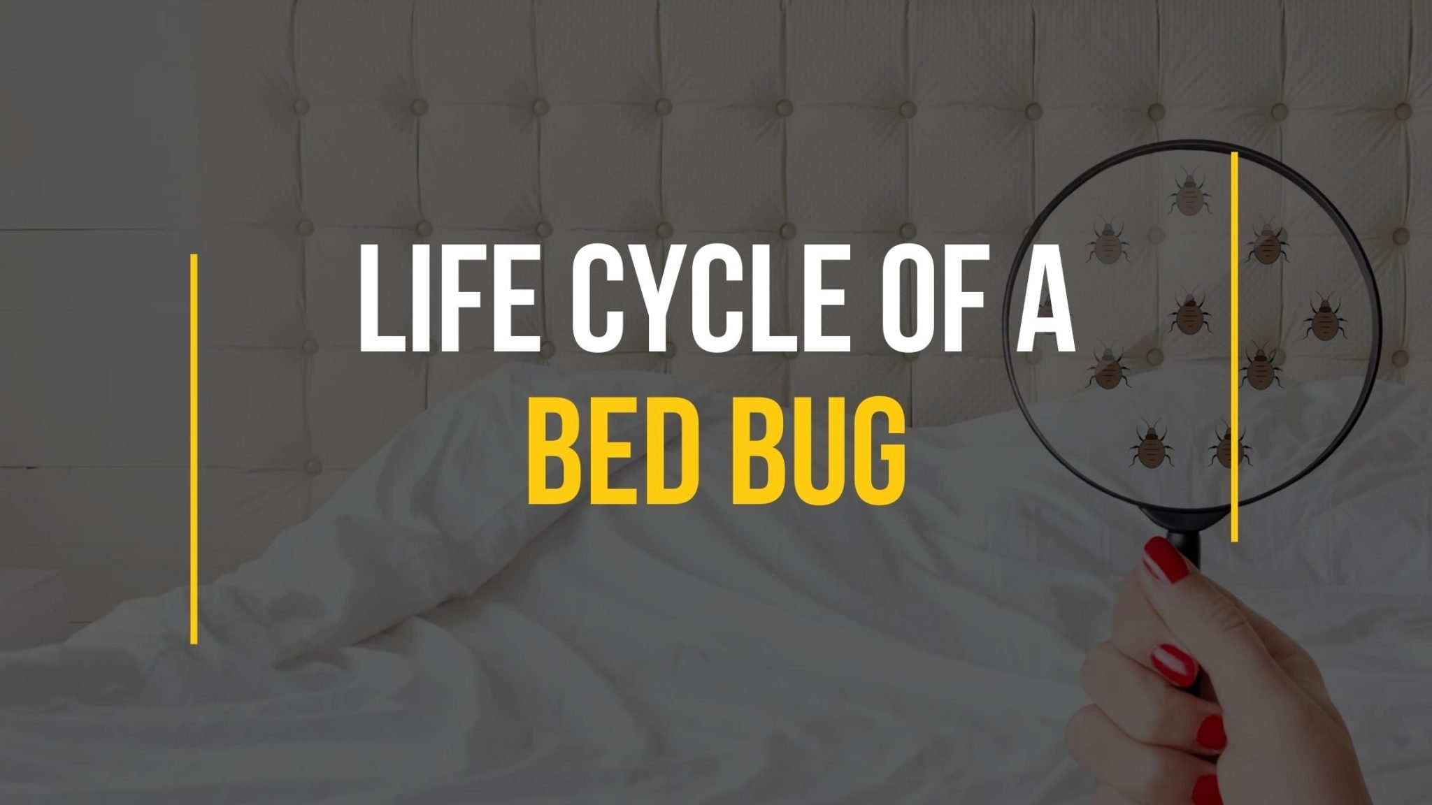 Bed Bug Extermination Archives Just Pests
